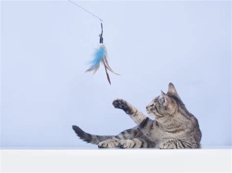 10 Nice Things You Can Do For Your Cat Mental Floss