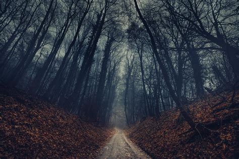 Free Photo Forest Path Dark Forest Nature Free Download Jooinn