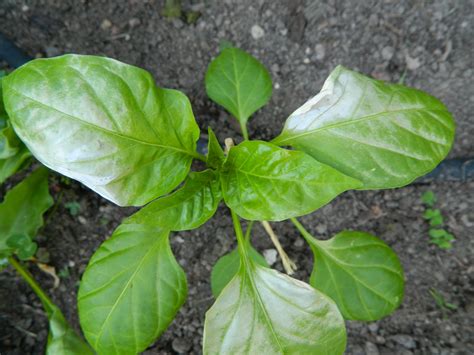 I plan to keep spraying until i see no. Gardens + Insects: Leaves Turning White and Papery ...