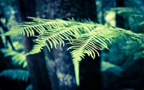 1920x1200 Fern Full Hd 1920x1200 Coolwallpapersme