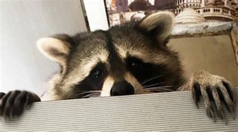 14 Funny Raccoon Pictures That Will Make You Smile Petpress