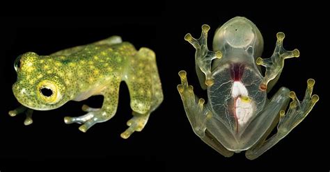 Newly Discovered Frog Species ‘glass Frogs Heart On Skin Visible Are