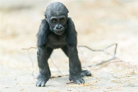 Baby Gorilla Facts All About Baby Gorilla Gorilla Facts
