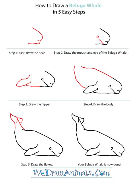 Https://tommynaija.com/draw/how To Draw A Beluga Whale Step By Step