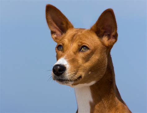 Check spelling or type a new query. Medium Sized Hypoallergenic Dogs- DogVills