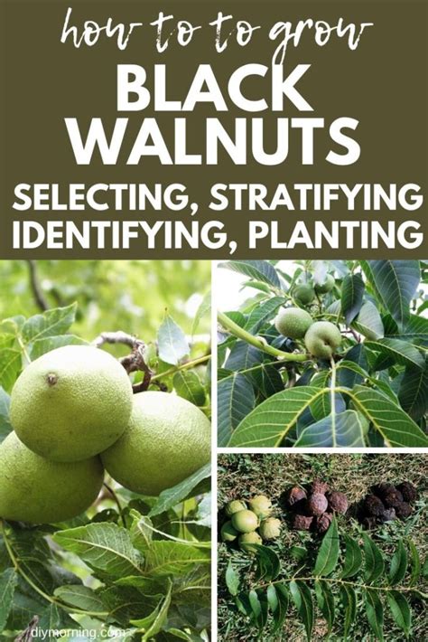 Black Walnuts How To Grow Juglans Nigra From Seeds Diy Morning