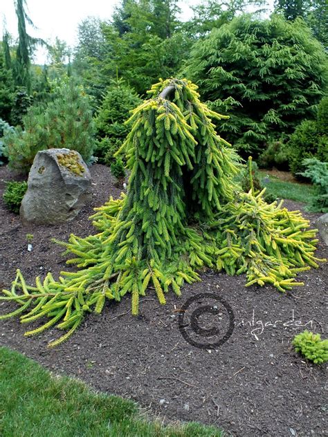 Dwarf Weeping Evergreen Trees Pin On Japanese Garden Some Of The