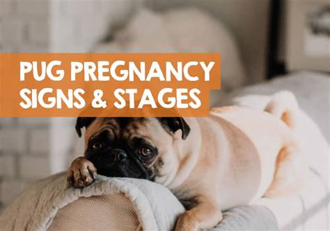 How Do I Know If My Pug Is Pregnant Signs And Stages To Look For