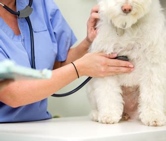 How to train a service dog for high blood pressure. What You Need to Know About High Blood Pressure in Pets