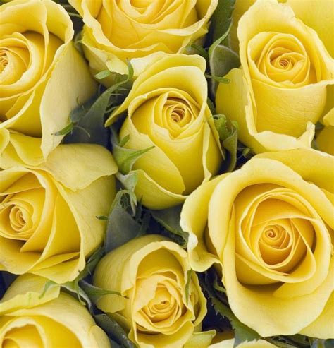 As for these yellow flowers meaning, yellow iris symbolizes passion and deep feelings. #SGRHO1922 | Yellow rose bouquet, Yellow roses, Yellow flowers