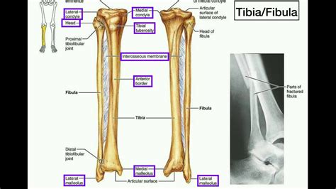 Human Body 11 Tibia Fibula Bone Skeleton Model