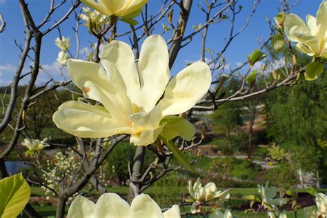 Magnolia Elizabeth. Garden Shrubs for Sale. Letsgoplanting.co.uk