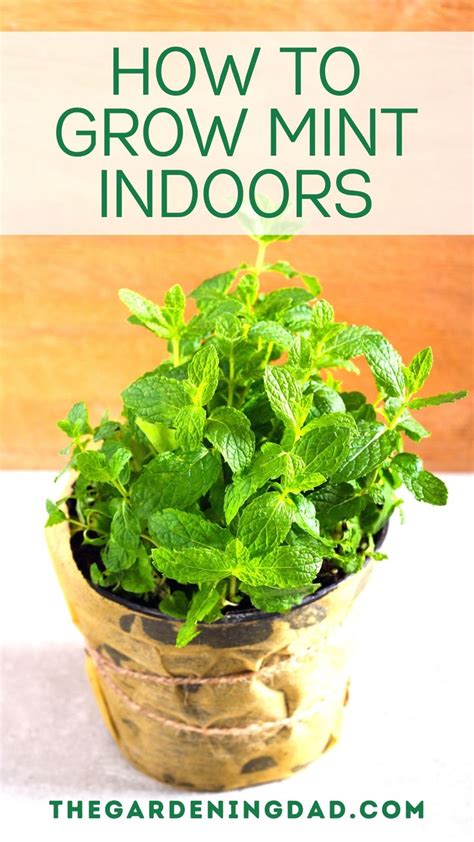 How To Grow Mint From Seed 11 Easy Tips Growing Mint Growing Mint