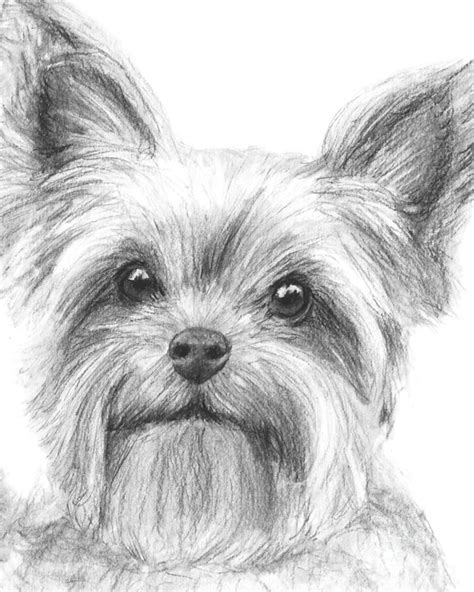 Yorkshire Terrier Drawing Drawing By Kate Sumners