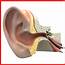 3d Inner Ear Section Model
