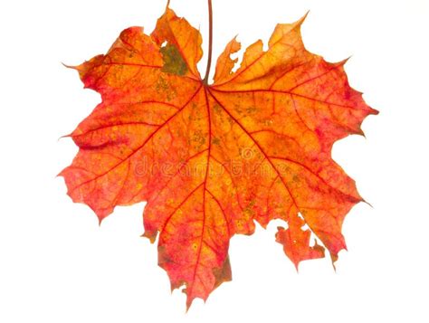 Autumn Leaf Isolated Stock Photo Image Of Color Element 16917418