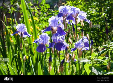 Blue Iris Flowers On Green Garden Background In Sunny Day Stock Photo