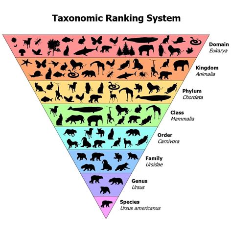 Animal Kingdom Taxonomy