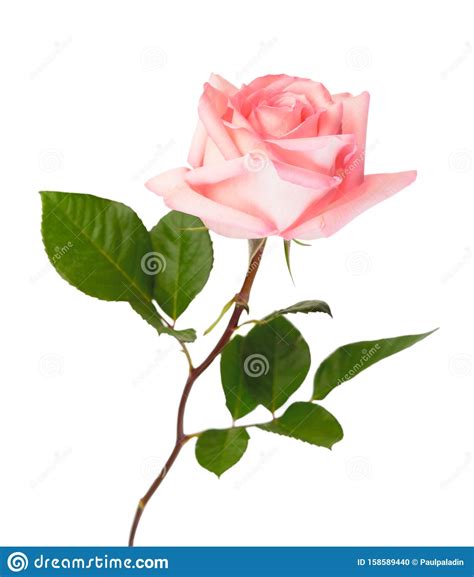 Pink Rose Isolated Stock Photo Image Of Flower Marriage 158589440