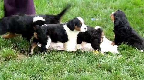 Miniature Bernese Mountain Dog Puppies For Sale Youtube