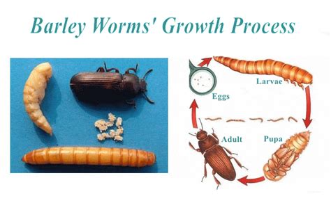 What Is The Life Cycle Of Mealworms