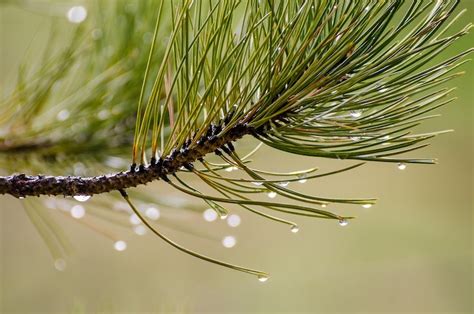 Watering Pine Trees Plant Addicts