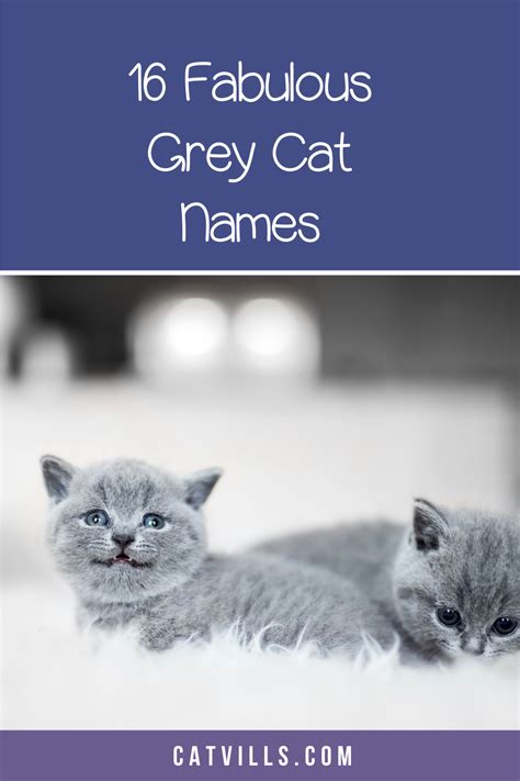 16 Purr Fect Names For Your New Gray Kitten Kitten Names