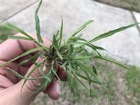 Can Anyone Identify This Grass Or Weed In My Bermuda Page 3