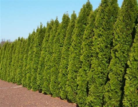 19 Arborvitae Pictures And Photos Green Gardens Ideas