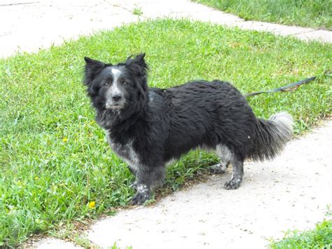 We did not find results for: Corgi Border Collie Mix - AllMutt.com