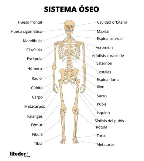 El Sistema Seo Conocido Tambi N Como Esqueleto Humano Es El Sistema
