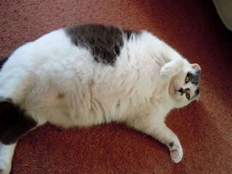 Overweight Cats Pictures Who Wants A Fatty Catty