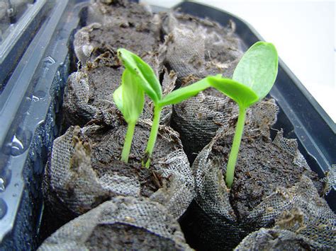With a little bit of work, you can create a thriving cucumber garden in the space you have. Growing Cucumbers in Your Vegetable Garden