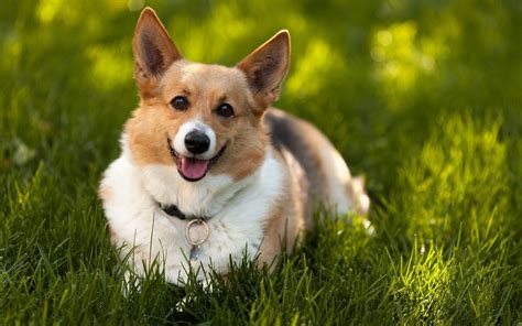 Corgi Wallpaper ·① Download Free Cool Backgrounds For Desktop Computers And Smartphones In Any