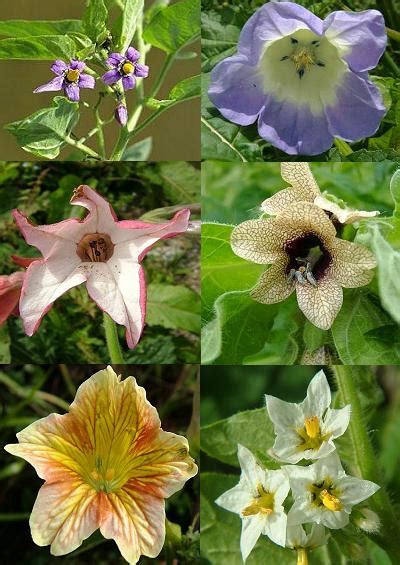 Maybe you would like to learn more about one of these? Family Index for Solanales - Nightshade, Bindweed, Dodder ...