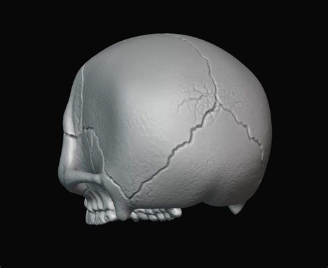 Skull Stylized 3d Print Model By Alexkovalev