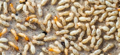 Living in britain it's one pest we don't get; 8 Signs of Termites in Your Home | Safeguard Pest Control