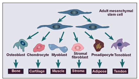 Mesenchymal Stem Cells Can Differentiate Into Several Mesenchymal