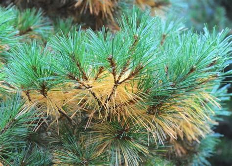 Fall Needle Shedding Evergreen Needle Shed Hoosier Home And Garden