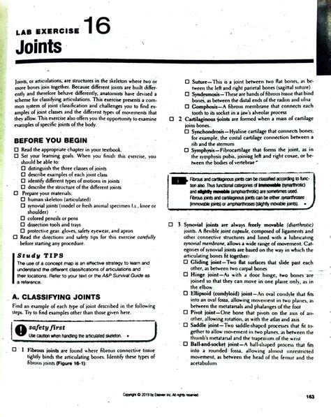 Joints Lab 16 ·joints Joints Or Articulations Are