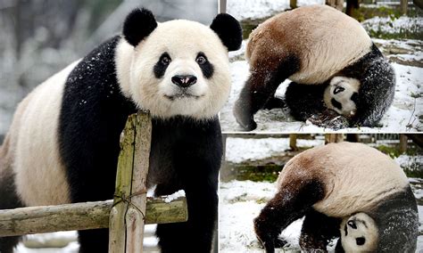 Super Cute Panda Celebrates The Wintry Weather By Taking A Tumble In