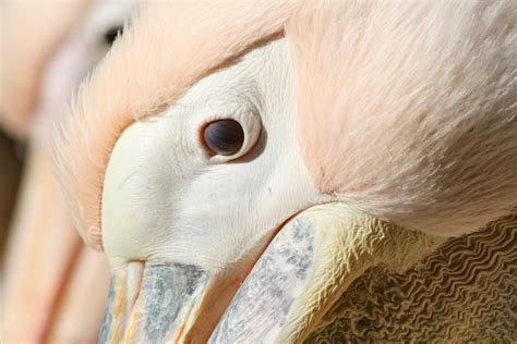 Free Images Nature Seabird Zoo Beak Pink Close Up Human Body