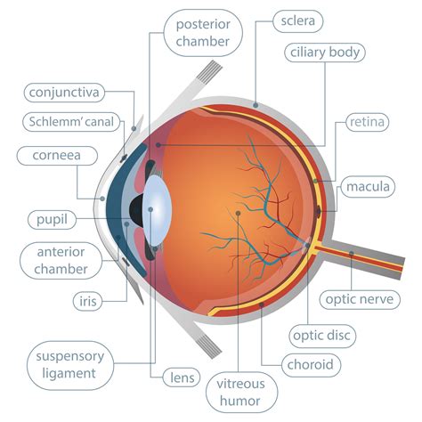 Human Eye Diagram Labeled