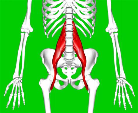 Psoas Muscle Si Joint
