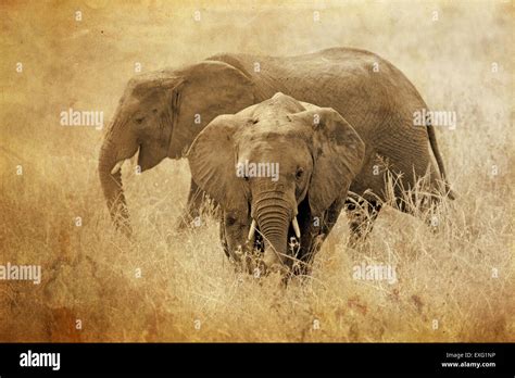 Two African Elephants Loxodonta Africana In Serengeti National Park
