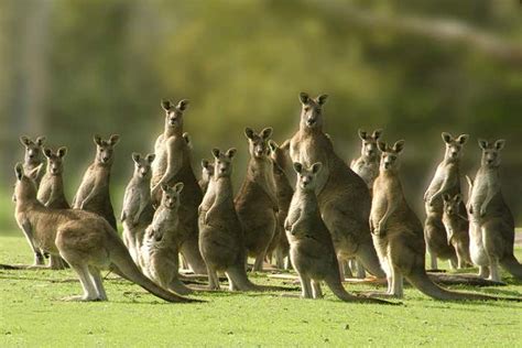 Kangaroos Can Learn To Ask For Help From Humans Just Like Dogs Do New