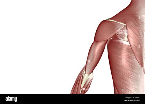 Name Of Muscles In Upper Arm Muscles Of The Arm And Hand Classic