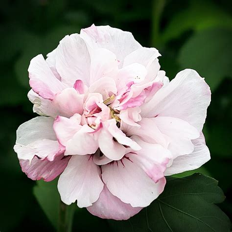 Double Pink Hardy Hibiscus For Sale Online The Tree Center