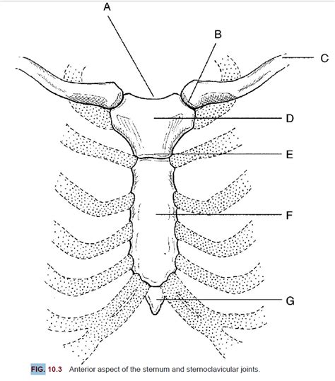 Sternum And Sternoclavicular Joints Diagram Merrills Diagram Quizlet