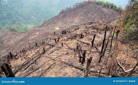 Deforestation After Forest Fire Natural Disaster Stock Video Video